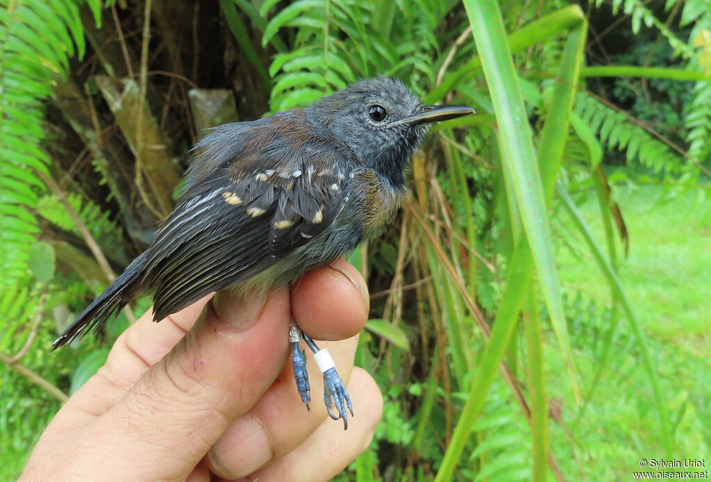 White-flanked Antwren male immature