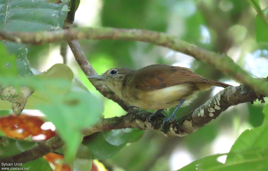 White-flanked Antwren female adult, habitat, pigmentation