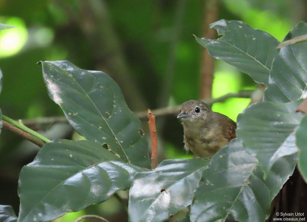 White-flanked Antwren female adult