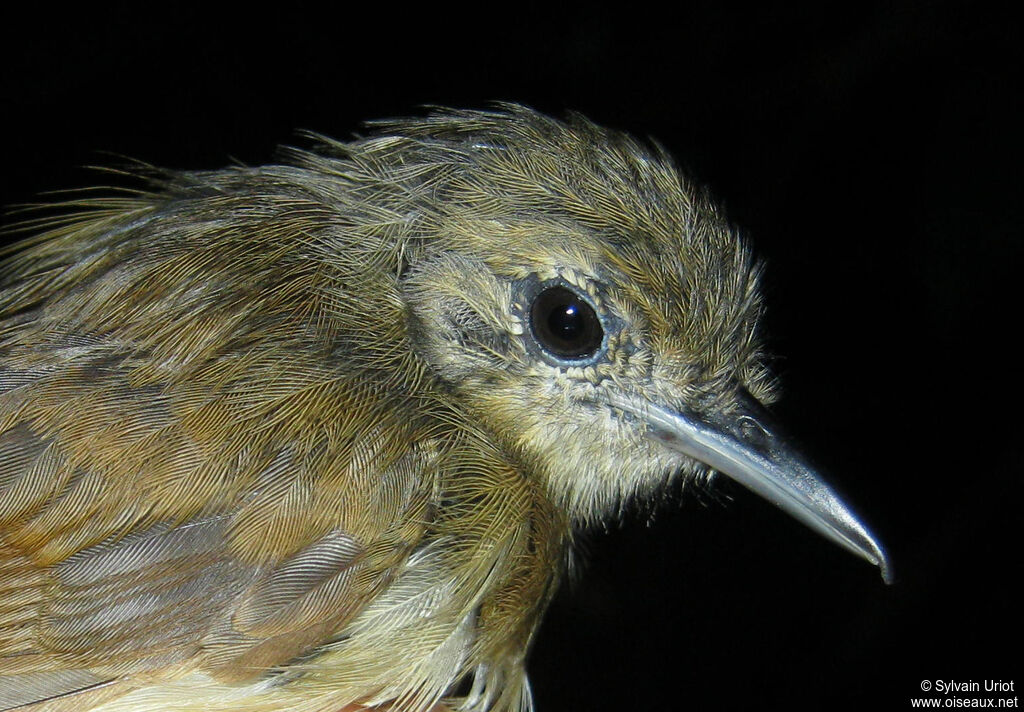 White-flanked Antwren female adult
