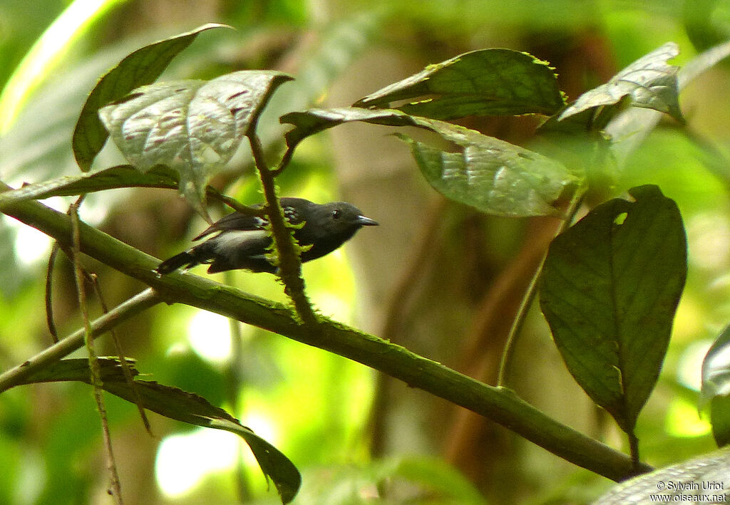 Myrmidon à flancs blancs mâle adulte