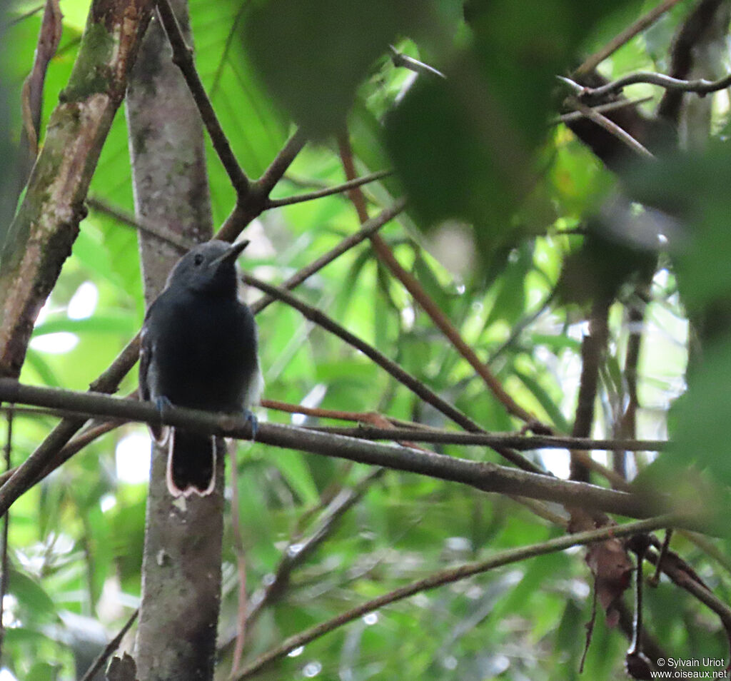 White-flanked Antwren male adult