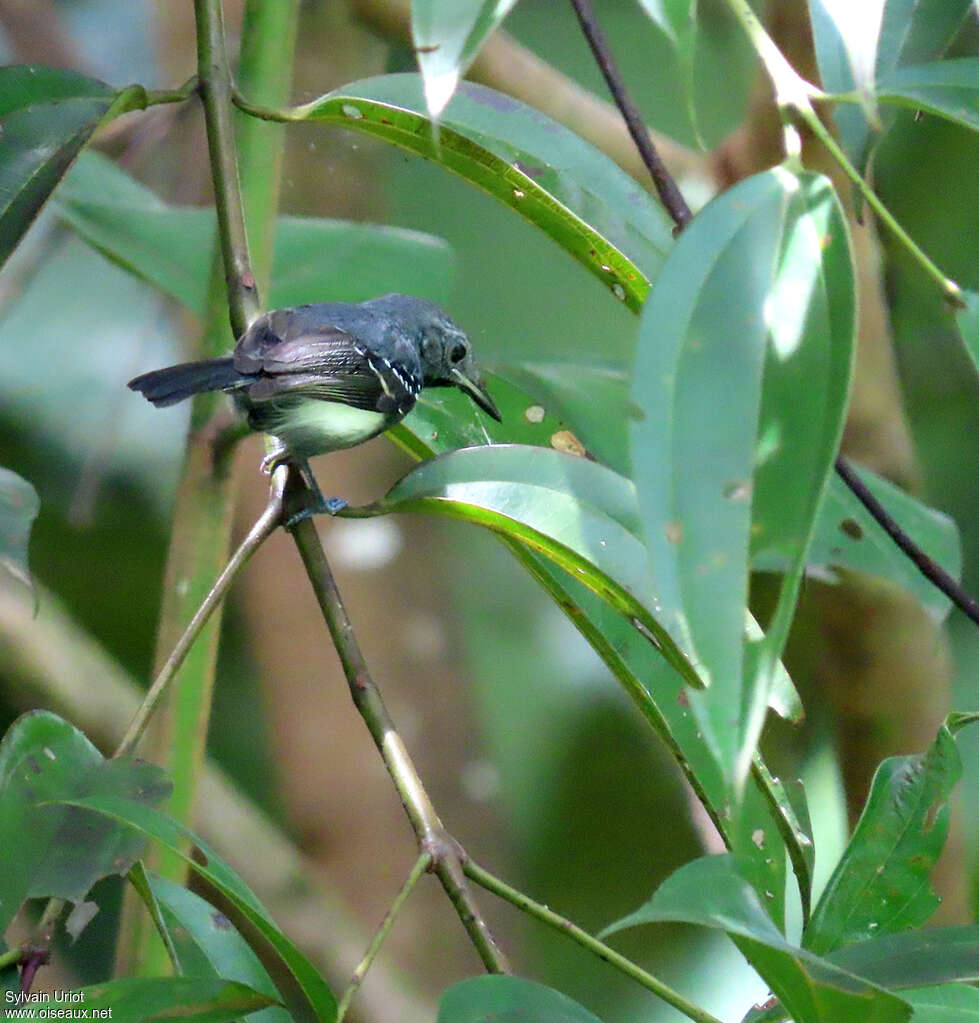 White-flanked Antwren male subadult, habitat, pigmentation