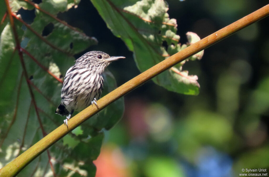 Guianan Streaked Antwren male adult