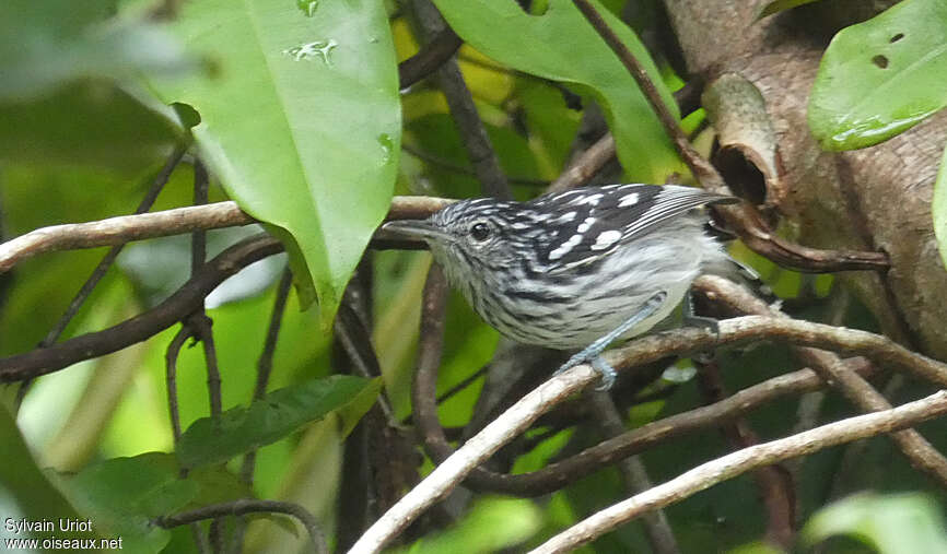 Guianan Streaked Antwren male adult, identification