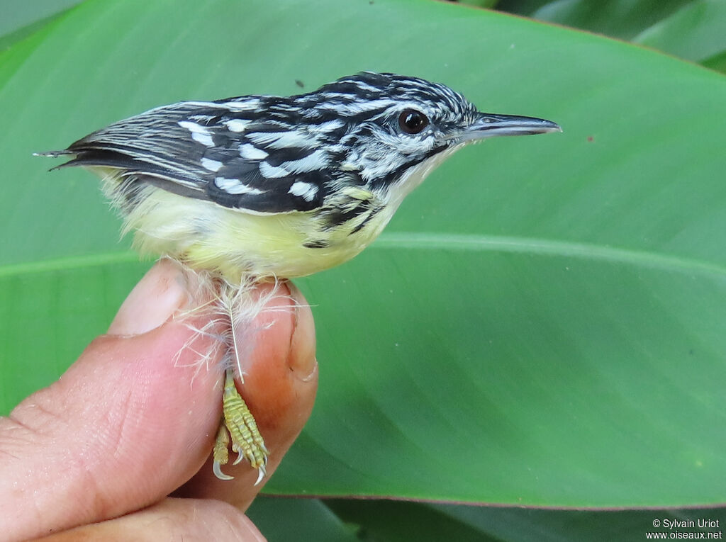 Myrmidon pygmée mâle adulte