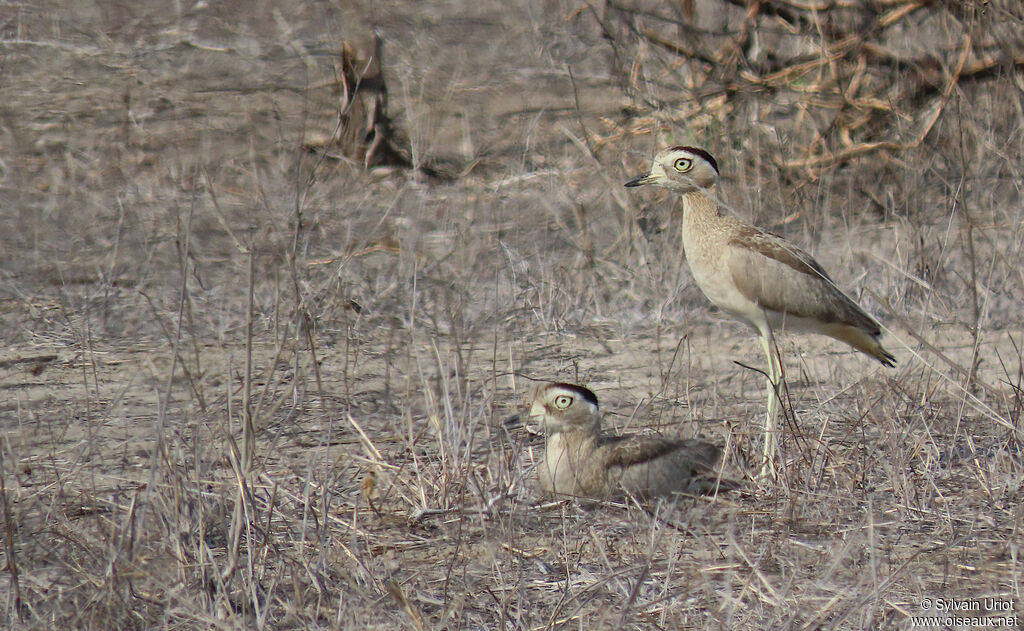 Peruvian Thick-kneeadult