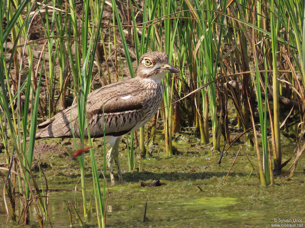 Water Thick-kneeadult