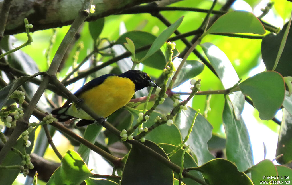 White-vented Euphonia male adult