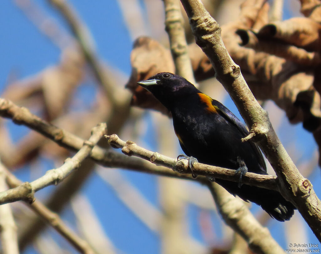 Golden-sided Euphonia male adult