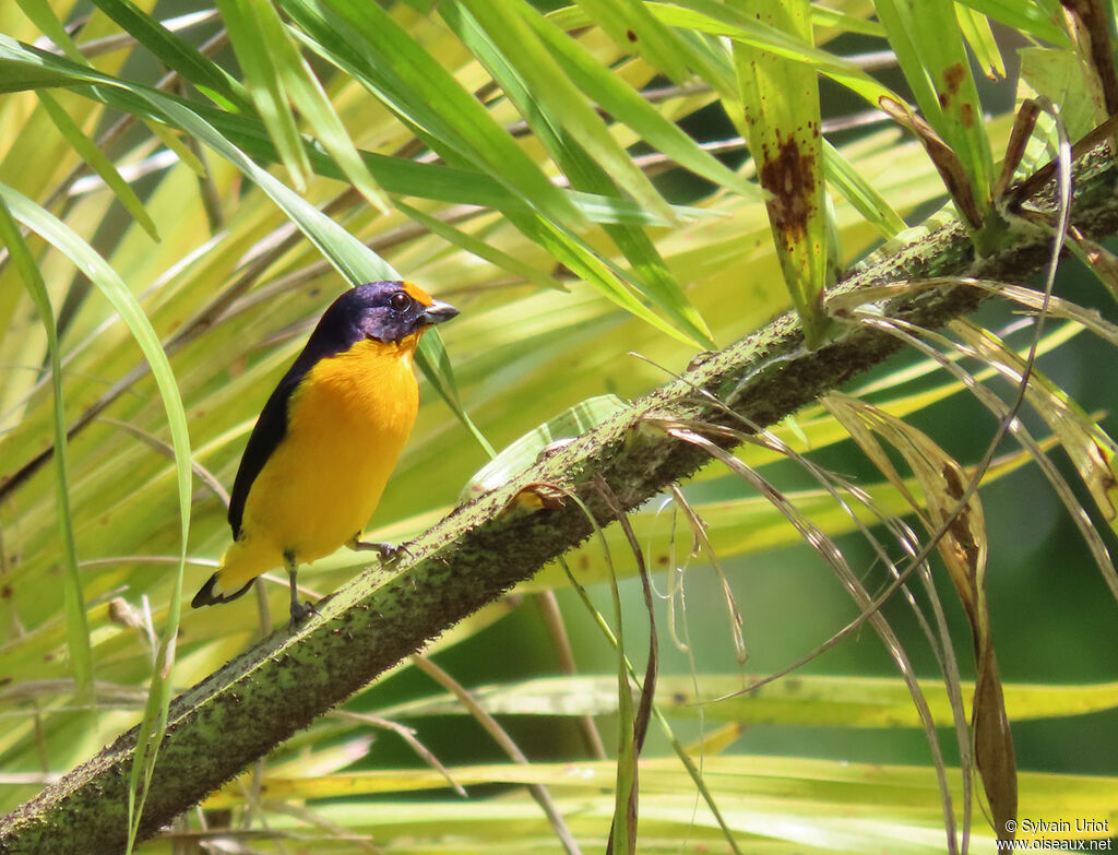 Violaceous Euphonia male adult