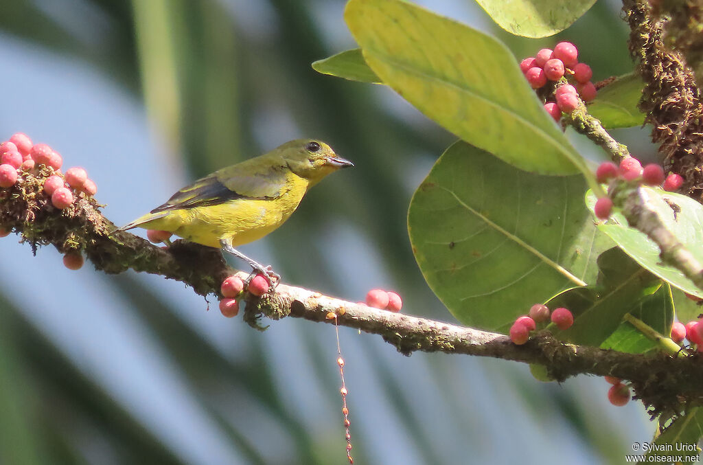 Violaceous Euphonia male immature