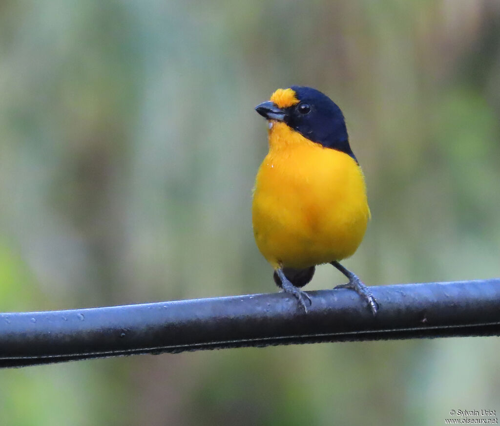 Violaceous Euphonia male adult