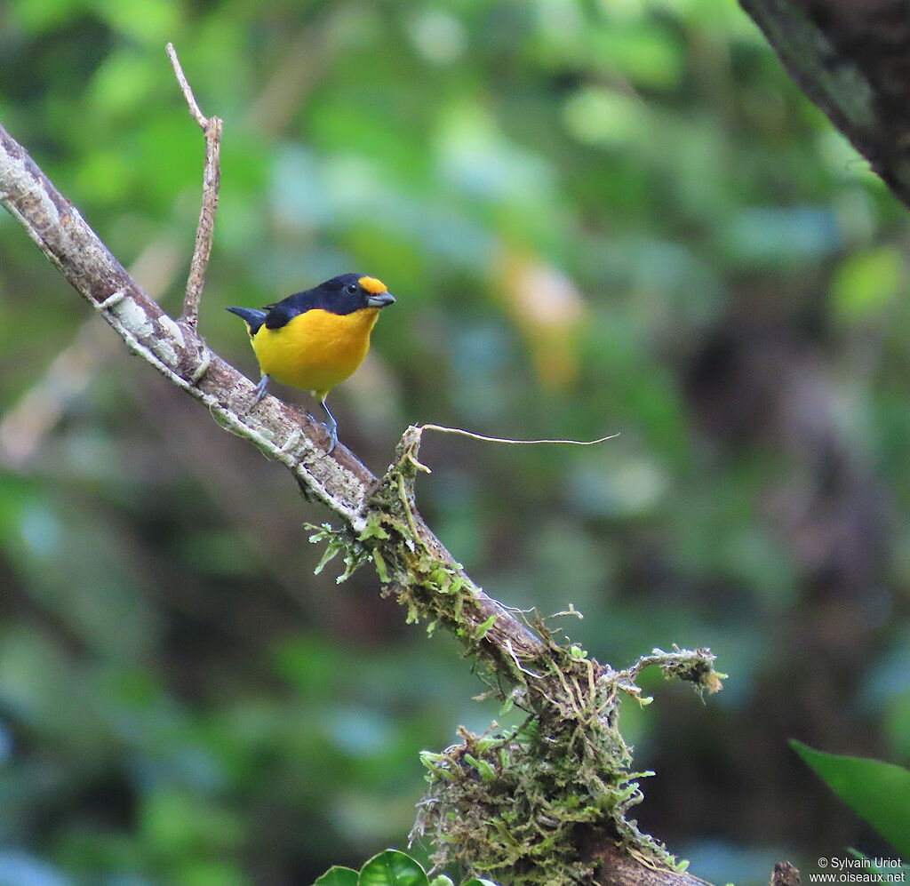 Organiste téïté mâle adulte