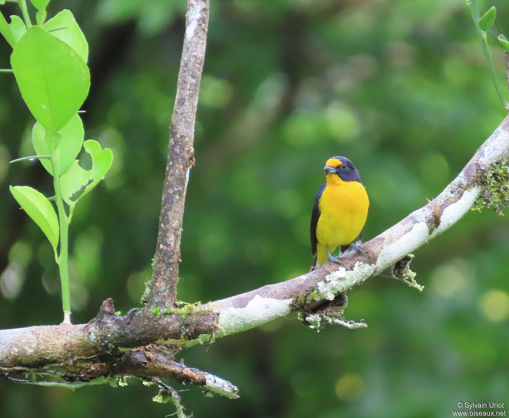 Organiste téïté mâle adulte