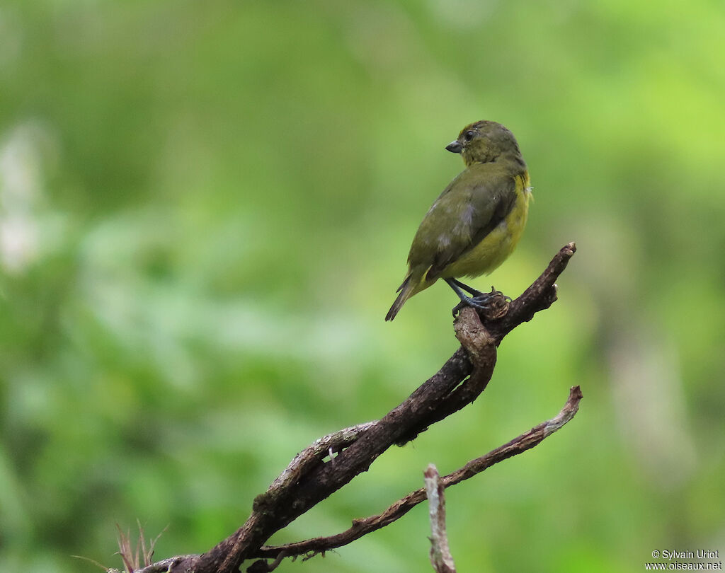 Organiste téïté femelle adulte