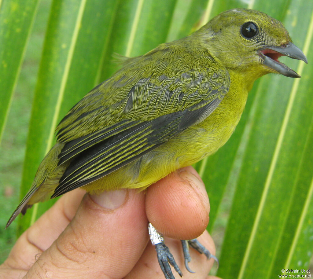 Organiste téïté femelle adulte