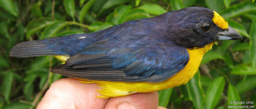 Organiste téïté mâle adulte