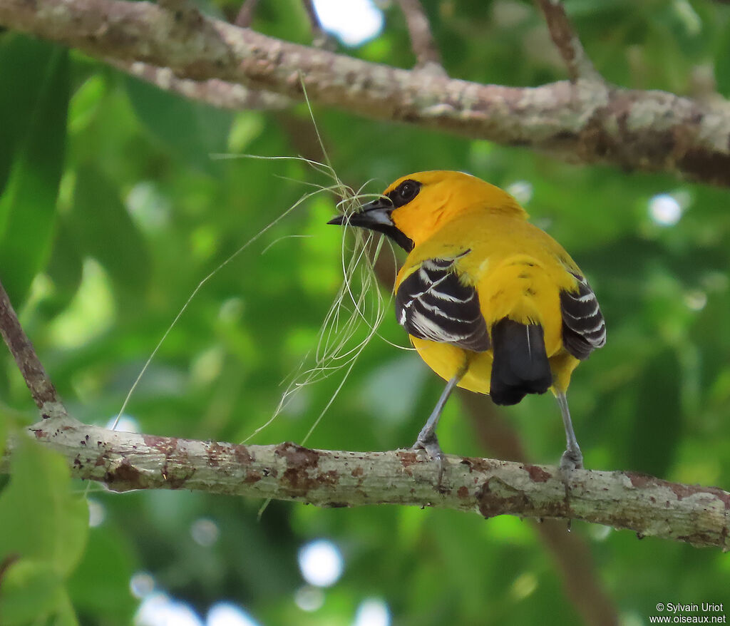 Yellow Orioleadult