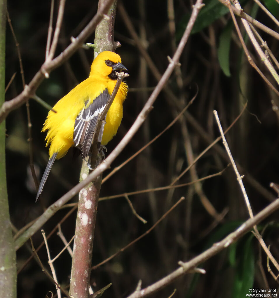 Oriole jauneadulte