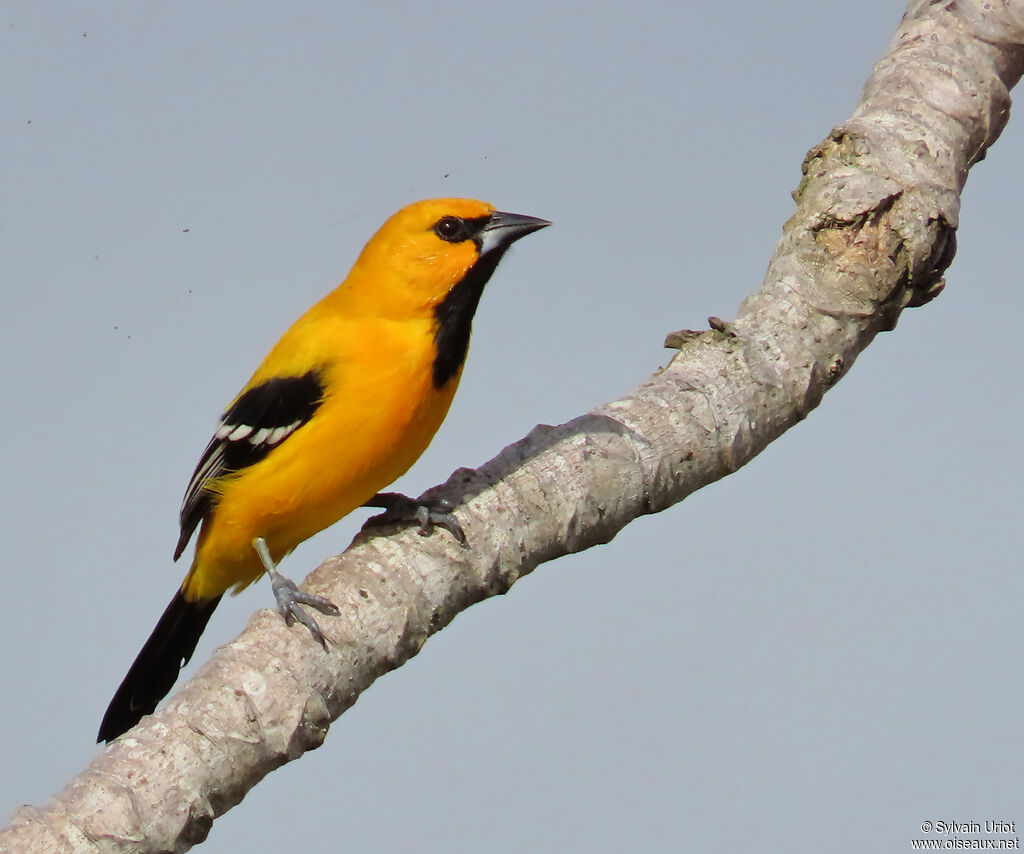 Yellow Oriole male adult
