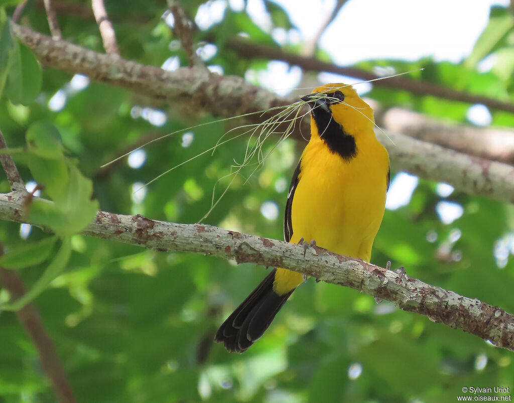 Yellow Orioleadult
