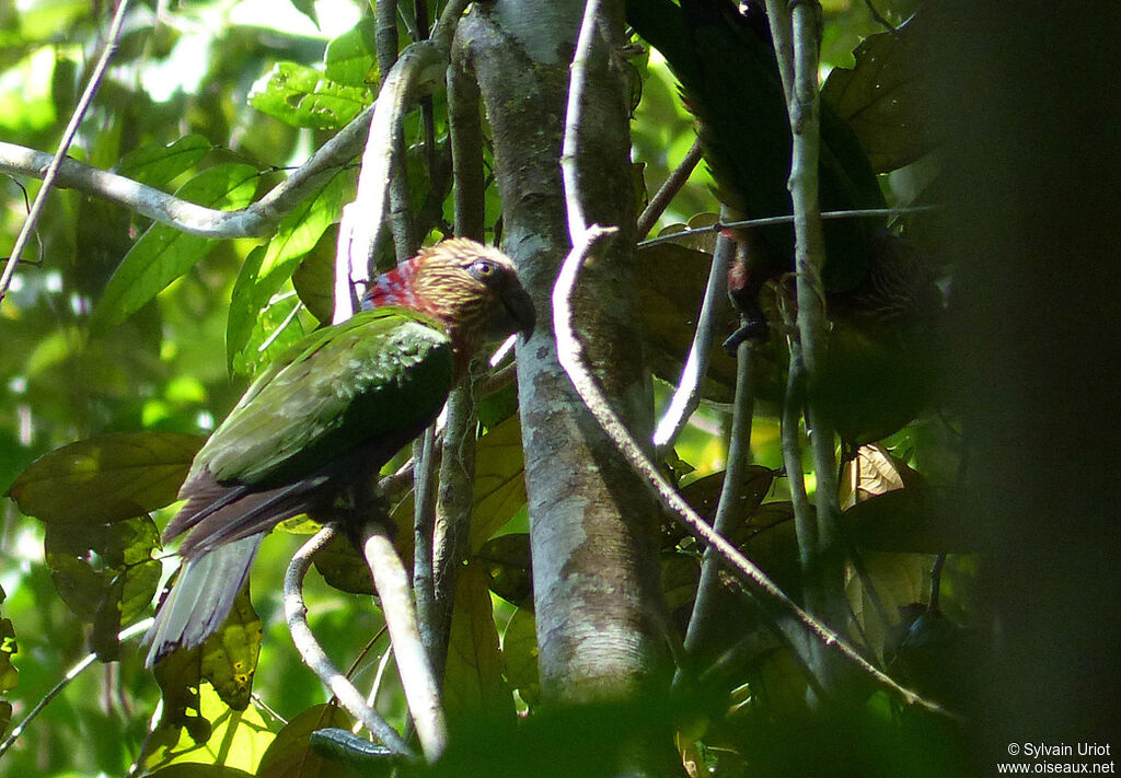 Red-fan Parrot