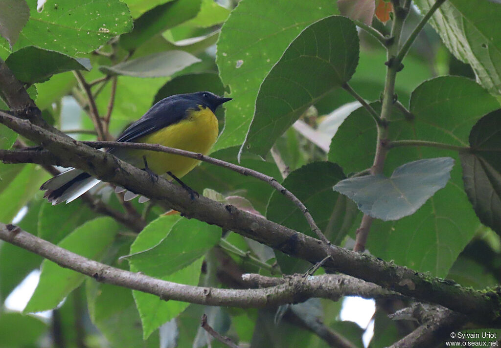 Slate-throated Whitestartadult