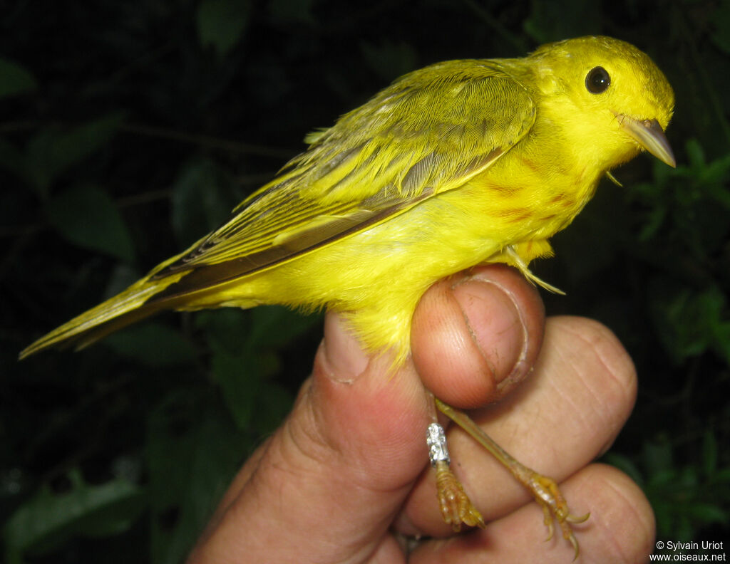 Paruline jaune mâle adulte internuptial