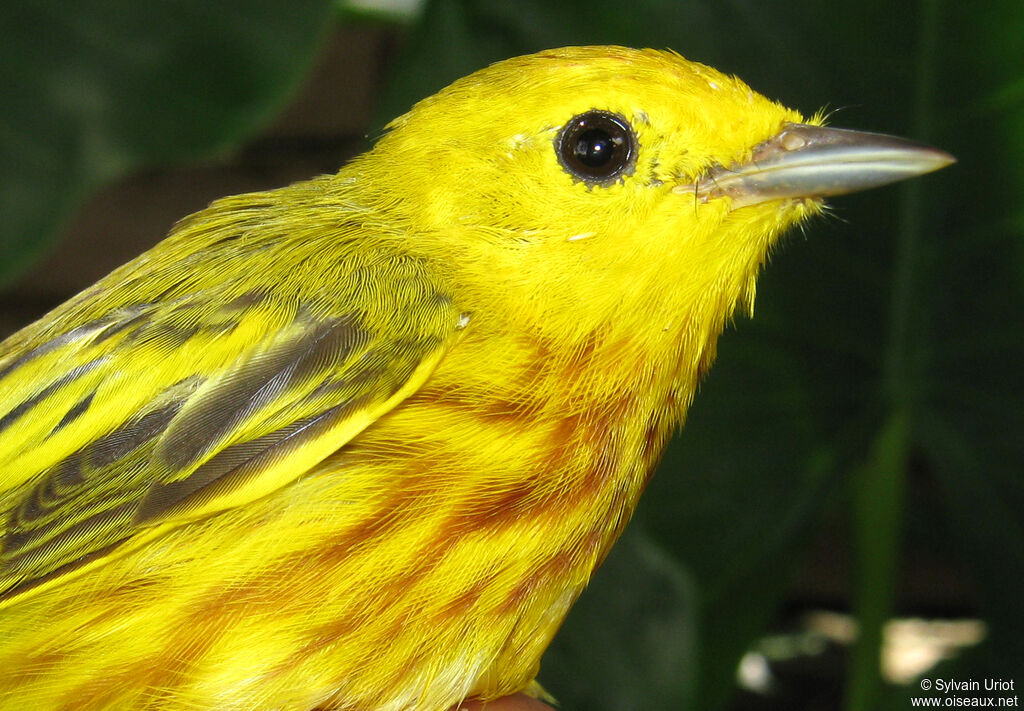 American Yellow Warbler male adult
