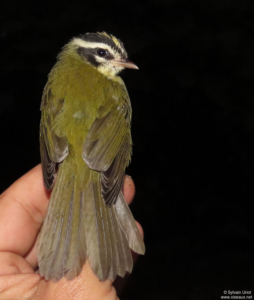Three-striped Warbleradult