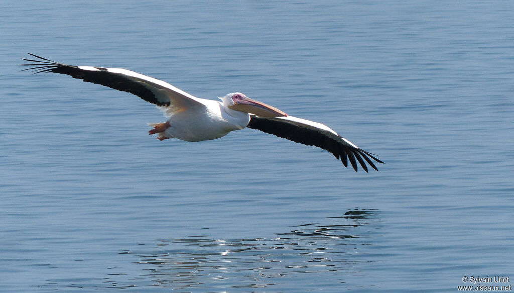 Great White Pelicanadult