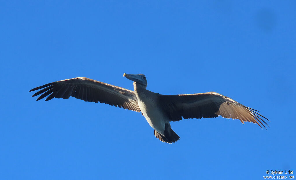Brown Pelicanjuvenile