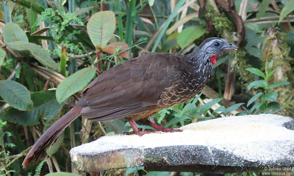 Bearded Guanadult