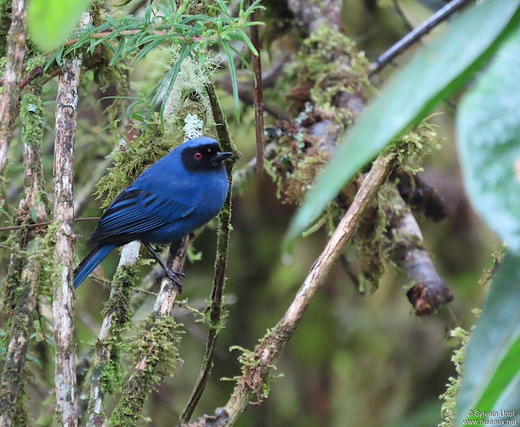 Masked Flowerpierceradult