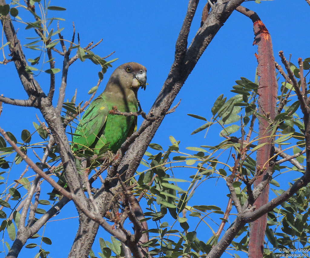 Brown-headed Parrotadult
