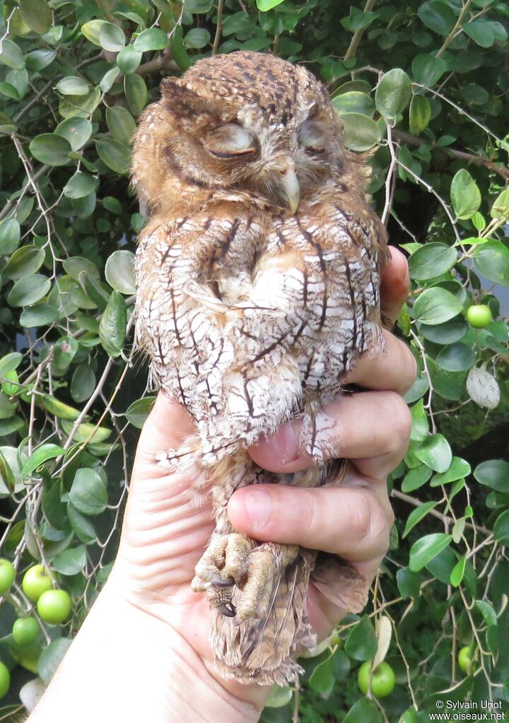 Petit-duc cholibaadulte