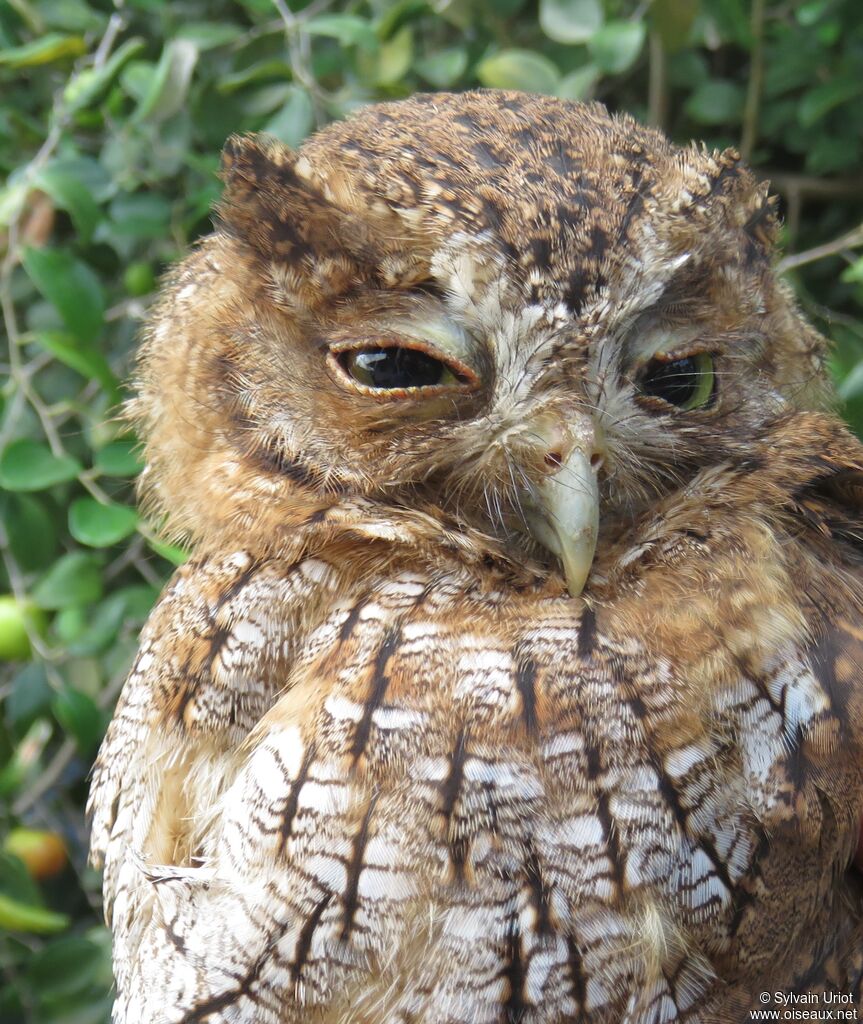 Petit-duc cholibaadulte