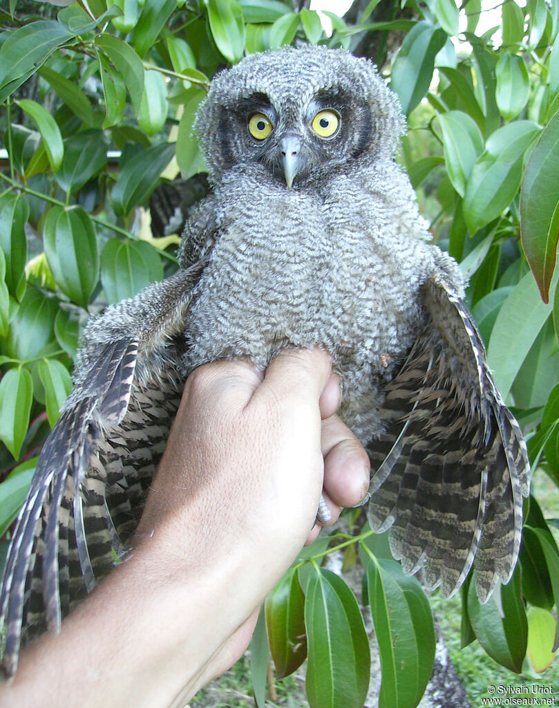 Petit-duc cholibaPoussin