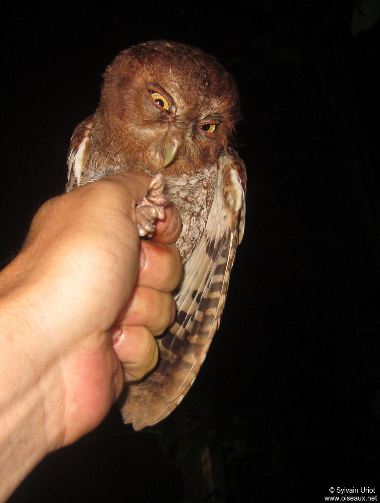 Petit-duc de Roraima - Petit-duc du Roraima<br />adulte