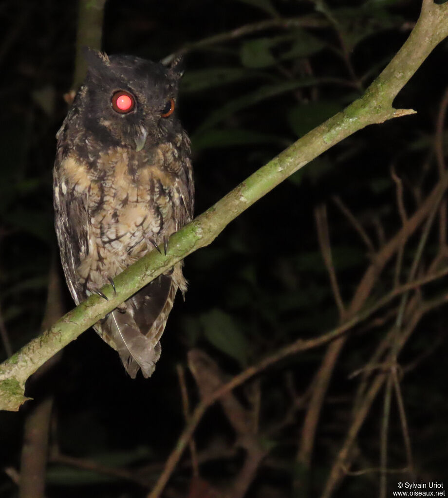 Petit-duc de Watsonadulte