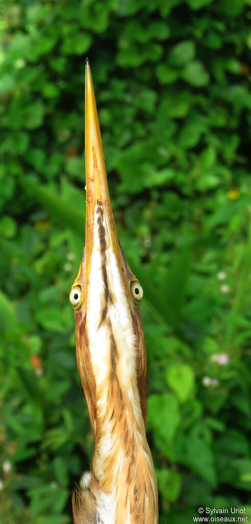 Least Bittern female adult