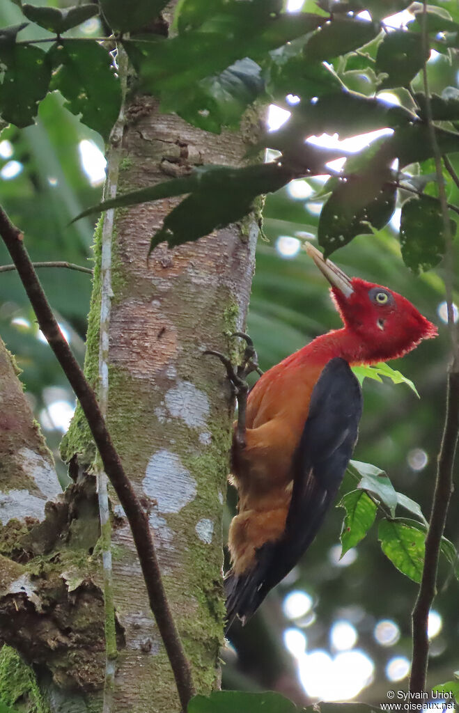 Pic à cou rouge mâle adulte