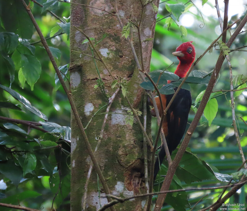 Pic à cou rouge mâle adulte
