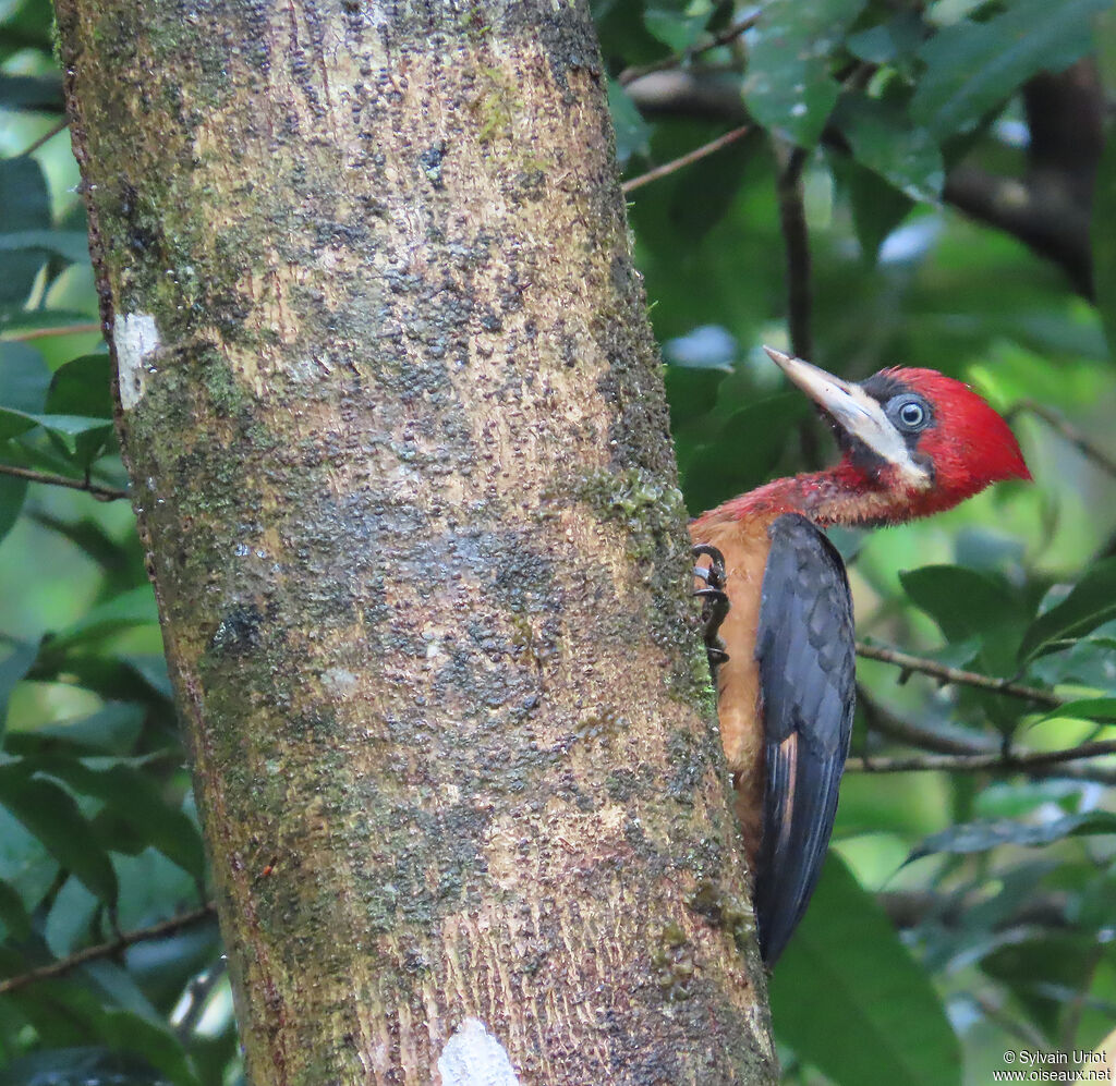 Pic à cou rouge femelle juvénile