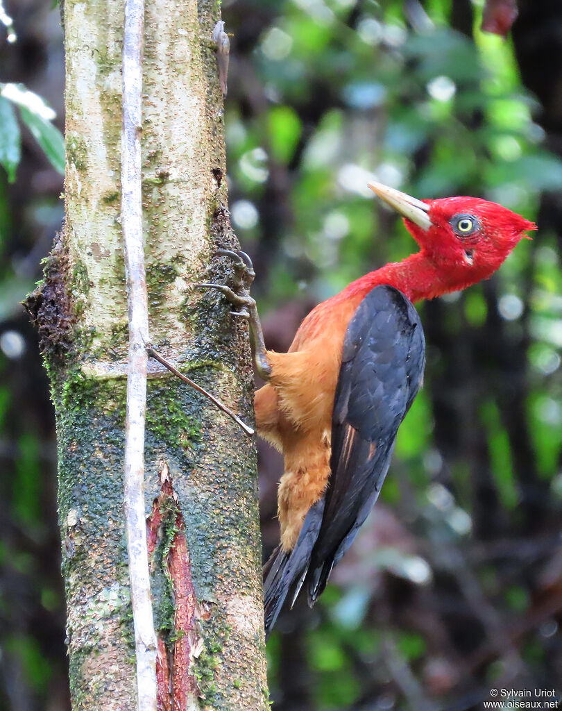 Pic à cou rouge mâle adulte