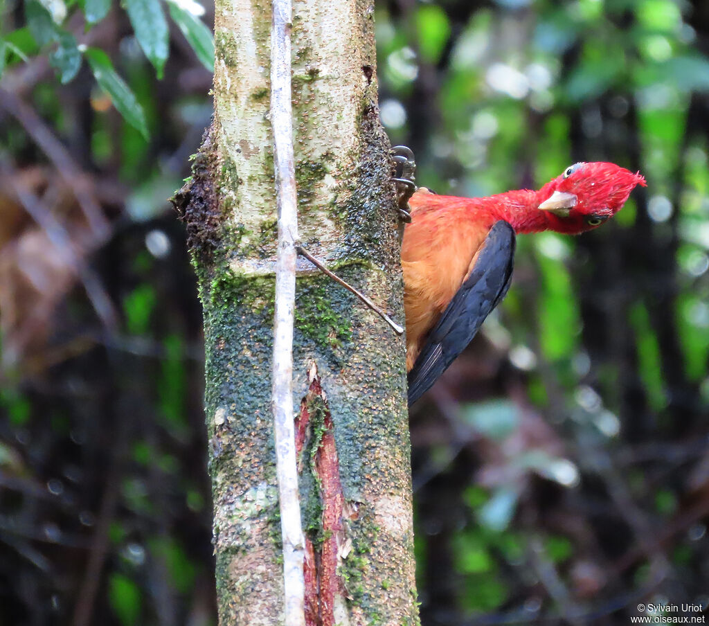 Pic à cou rouge mâle adulte