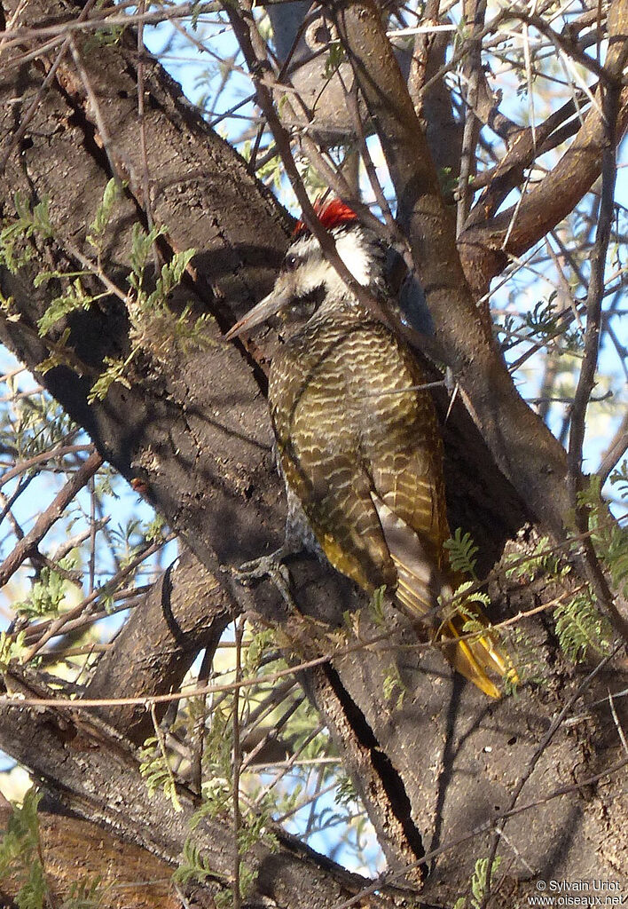 Bearded Woodpecker