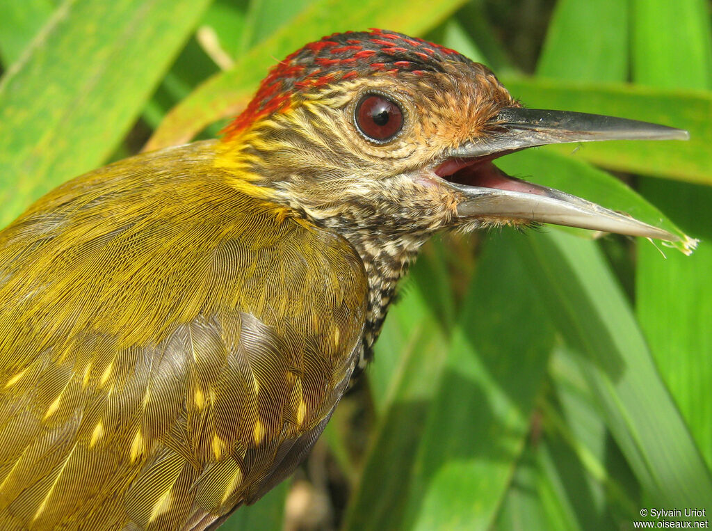 Golden-collared Woodpecker male adult