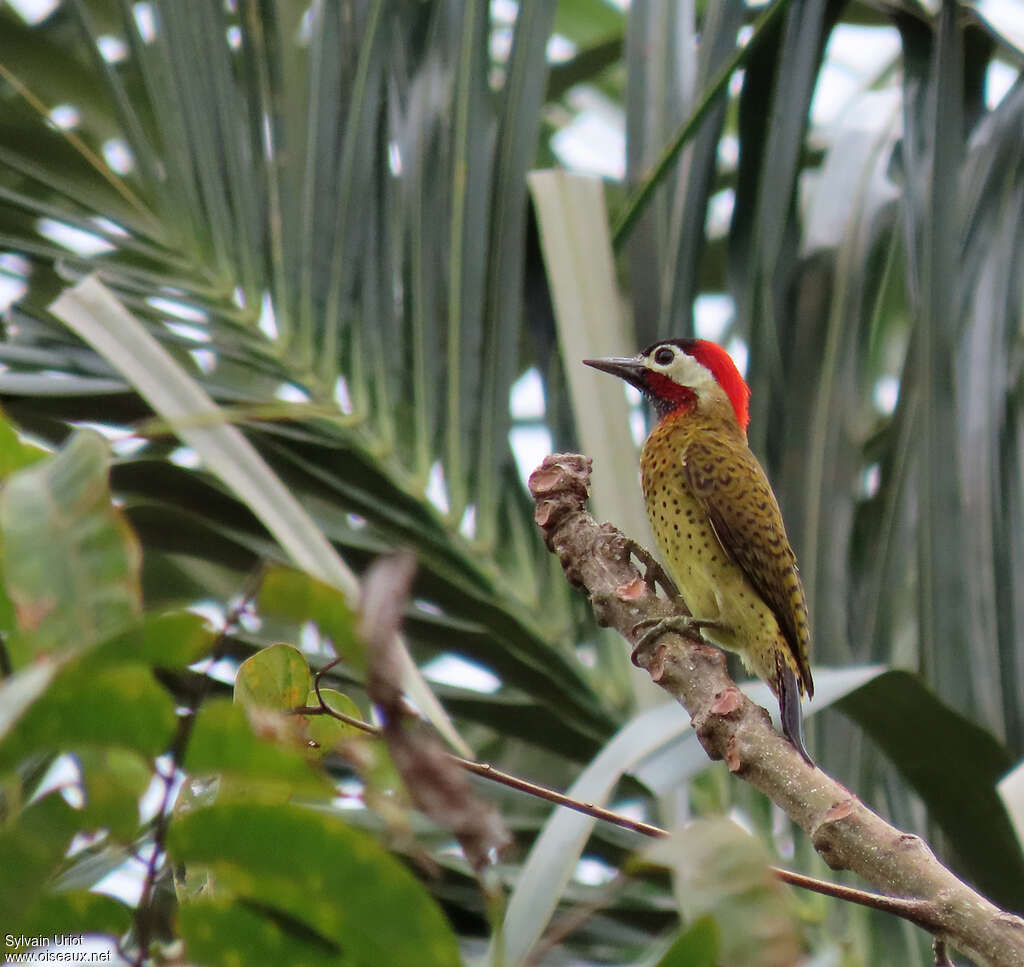 Pic de Cayenne mâle adulte, identification